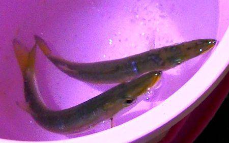 太刀魚、カマス、カサゴが好調！